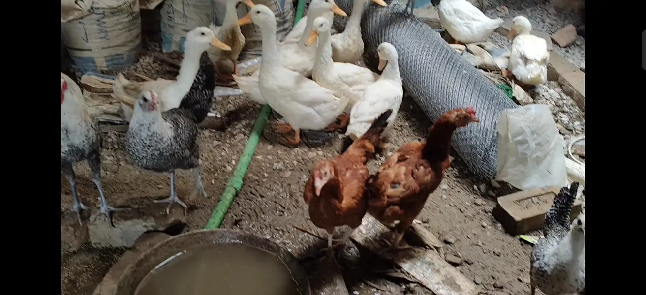 Murgha chickens  desi shamu Feyoumi misri — photo 4