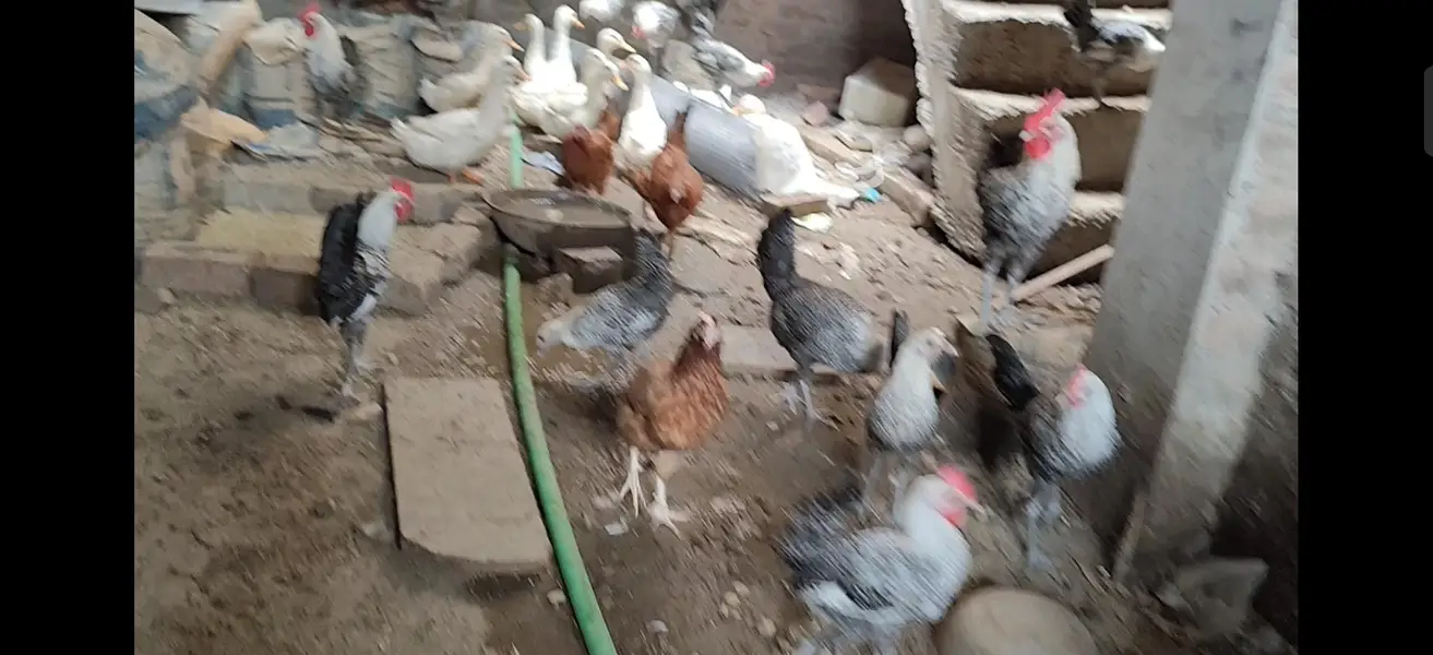 Murgha chickens  desi shamu Feyoumi misri — photo 5