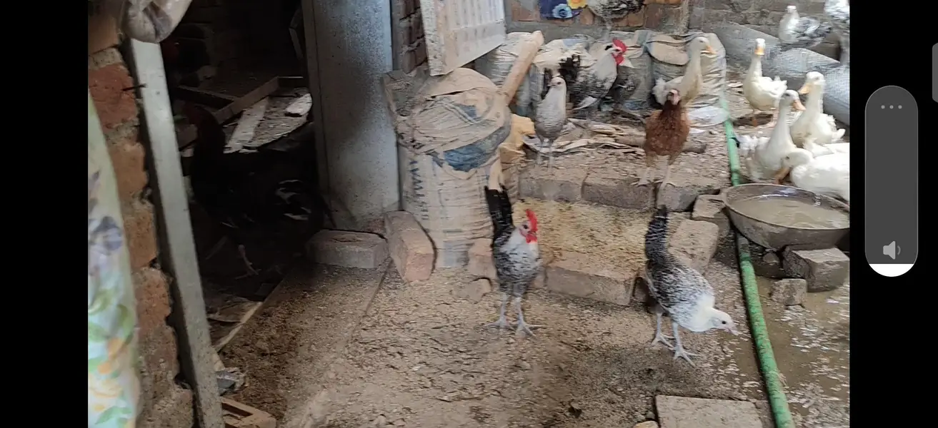Murgha chickens  desi shamu Feyoumi misri — photo 6
