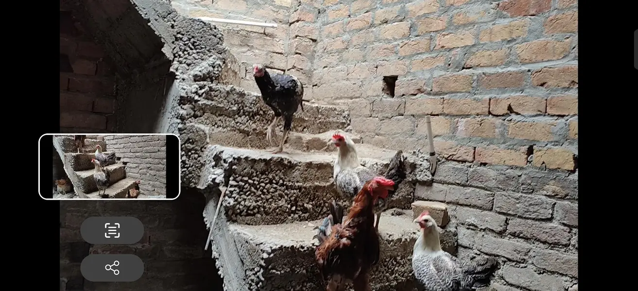 Murgha chickens  desi shamu Feyoumi misri — photo 7