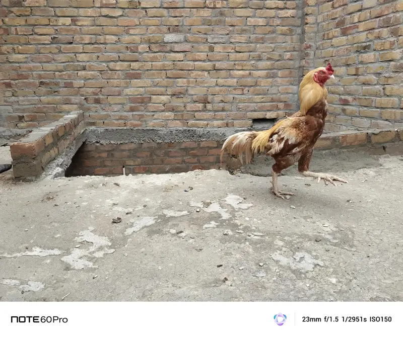 Murgha chickens  desi shamu Feyoumi misri — photo 9