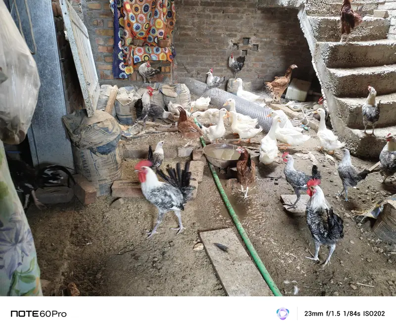 Murgha chickens  desi shamu Feyoumi misri — photo 10