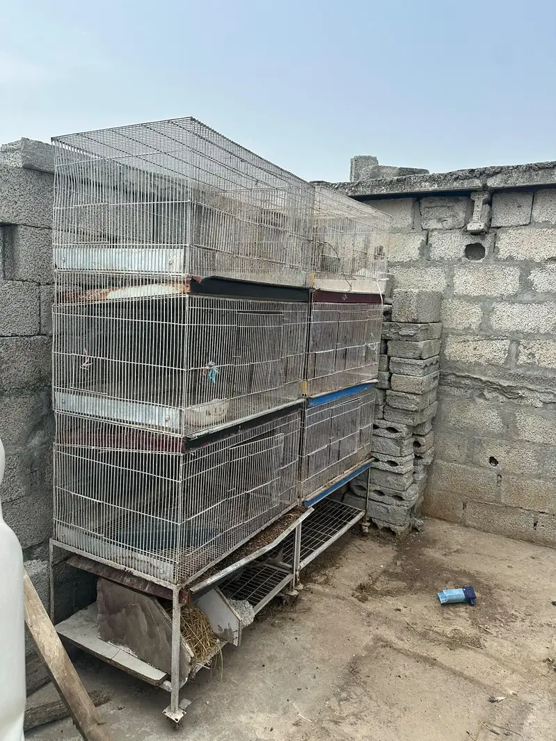 Rabbit cage for sale Rawalpindi bharakahu