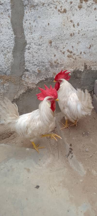 white chickens