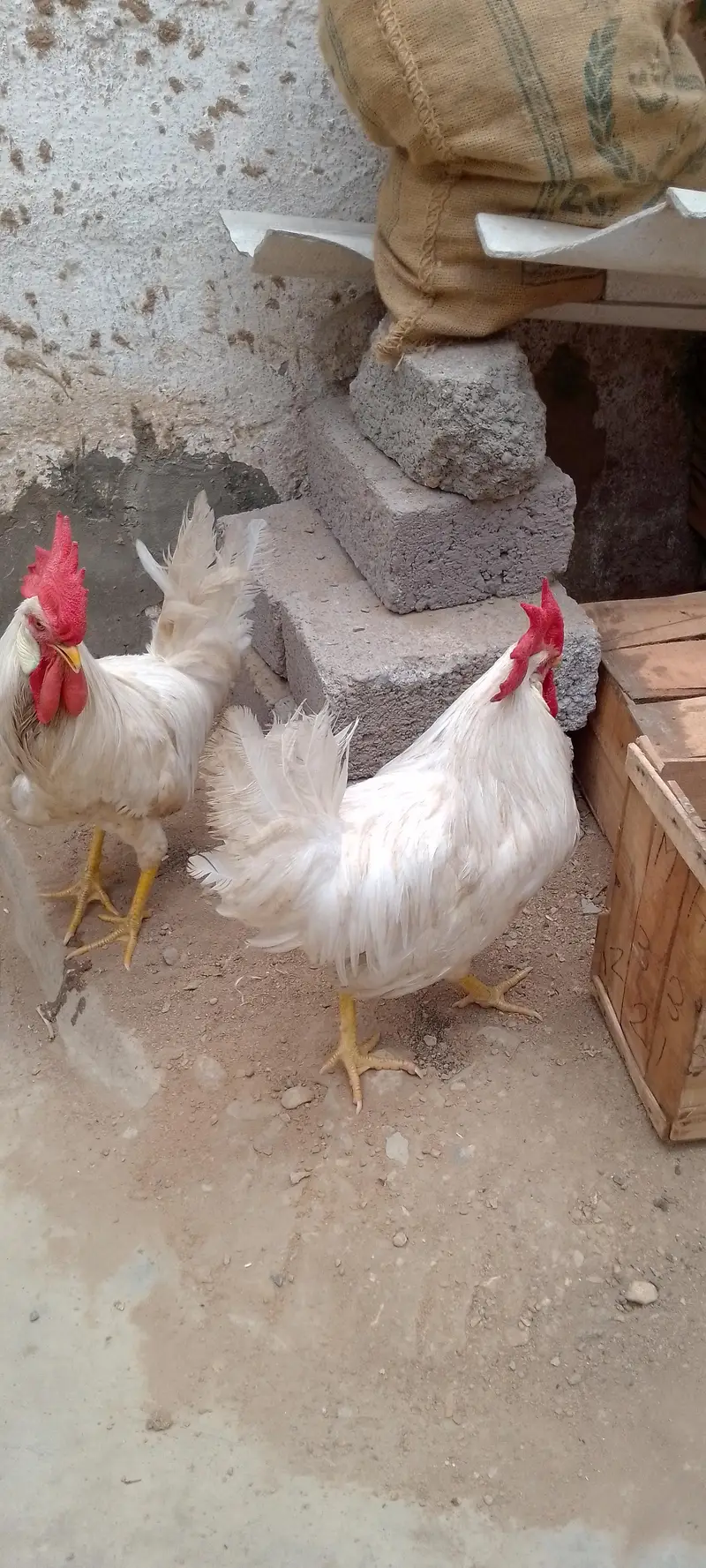 white chickens — photo 2