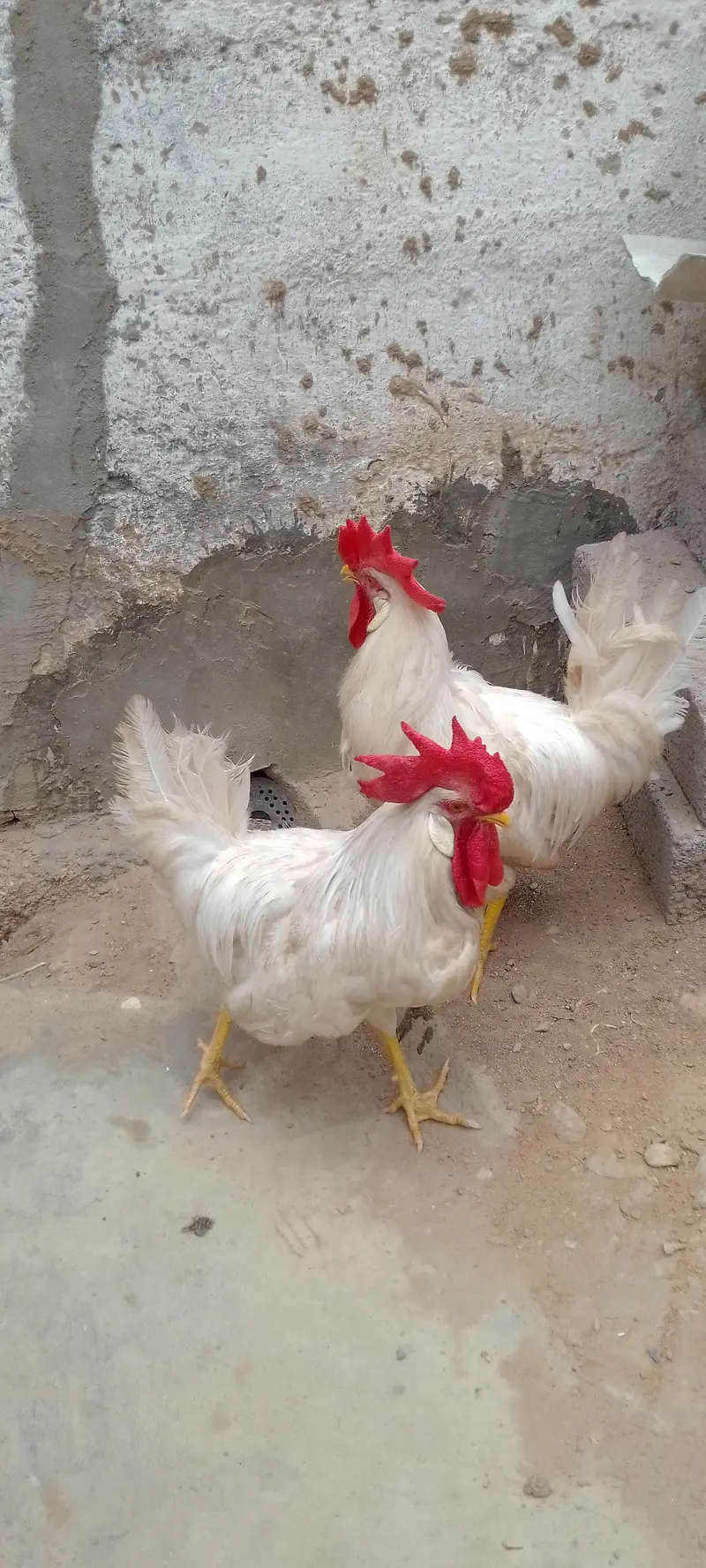 white chickens — photo 3