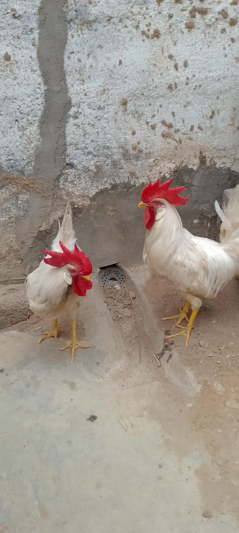 white chickens — photo 4