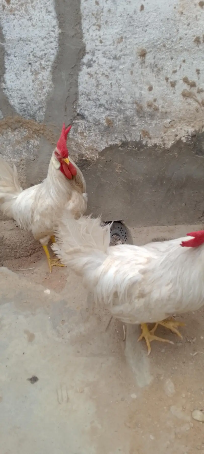 white chickens — photo 5