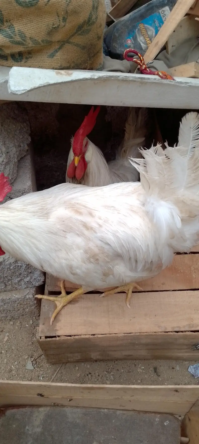 white chickens — photo 6