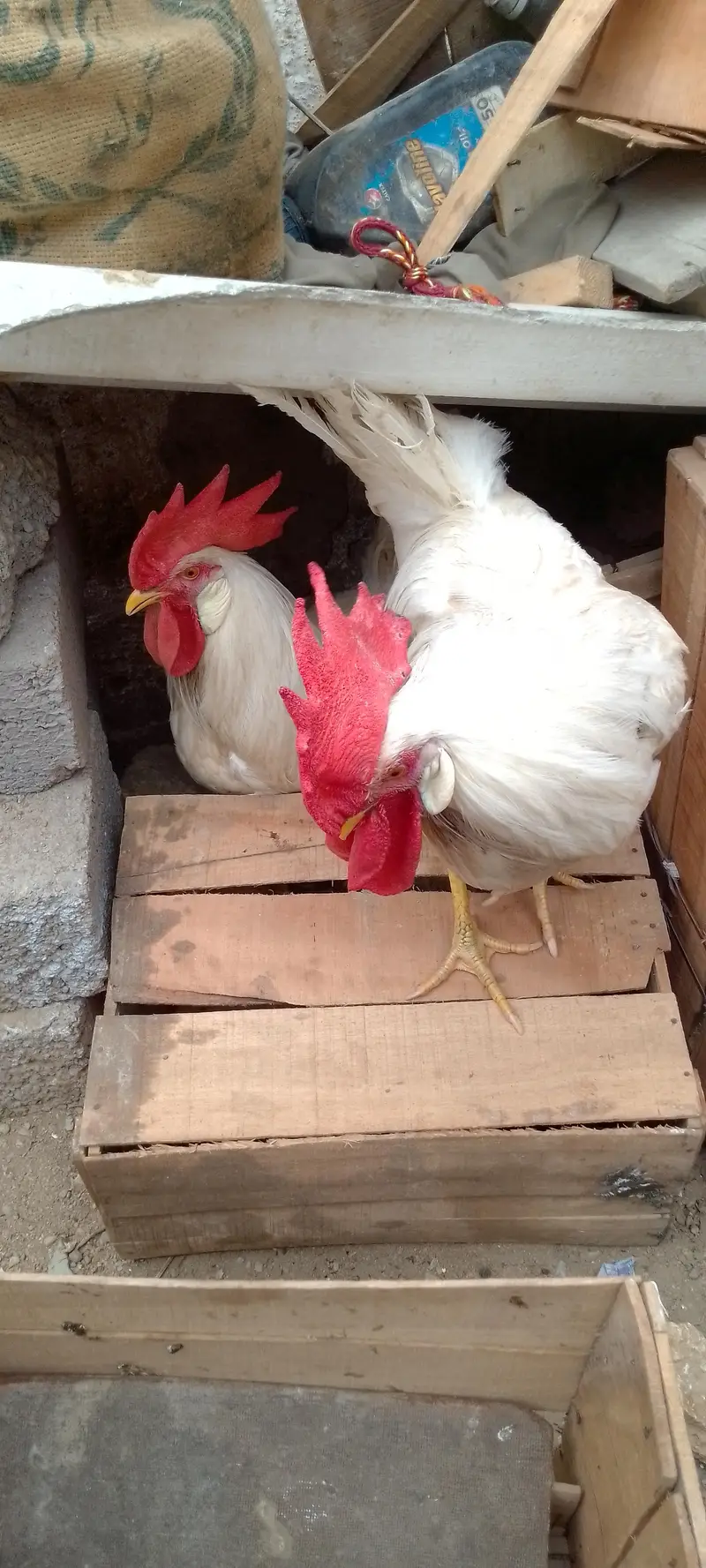white chickens — photo 7