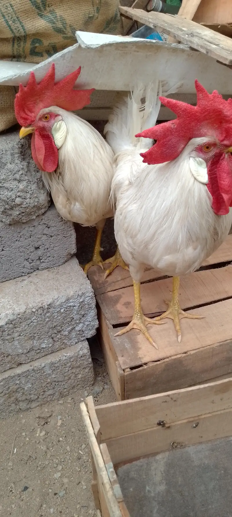 white chickens — photo 8