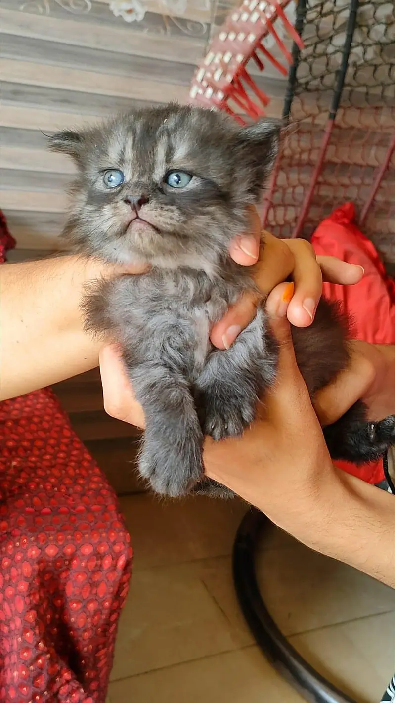 Persian cat — photo 2