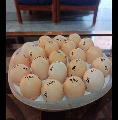 aseel eggs