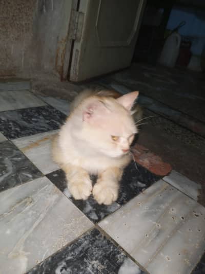 cat sale