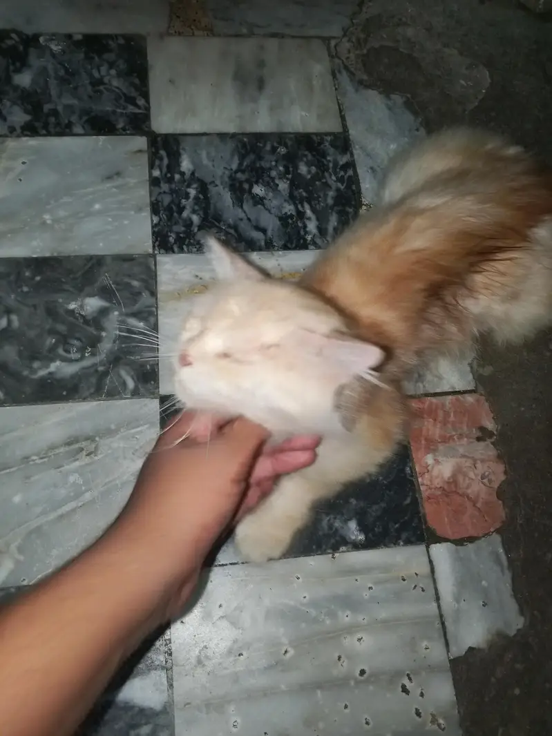 cat sale — photo 2