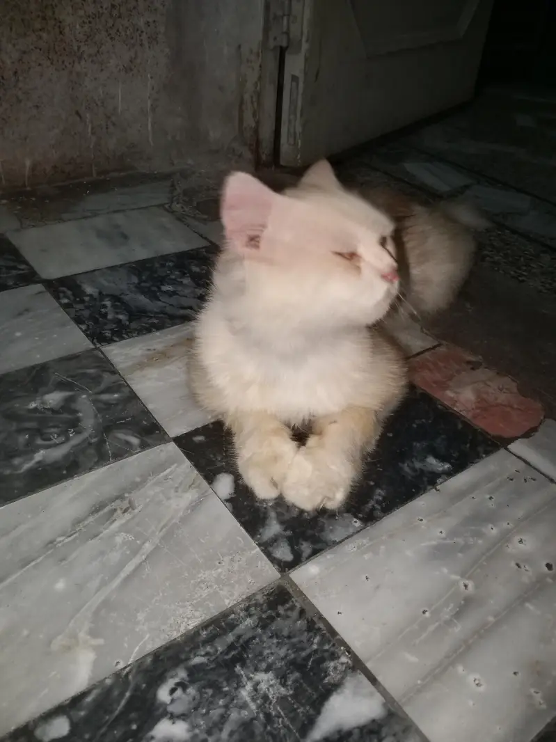 cat sale — photo 3