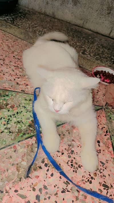 persian