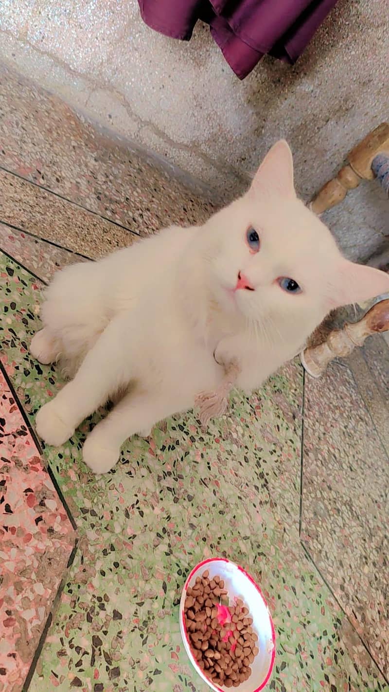 persian 1