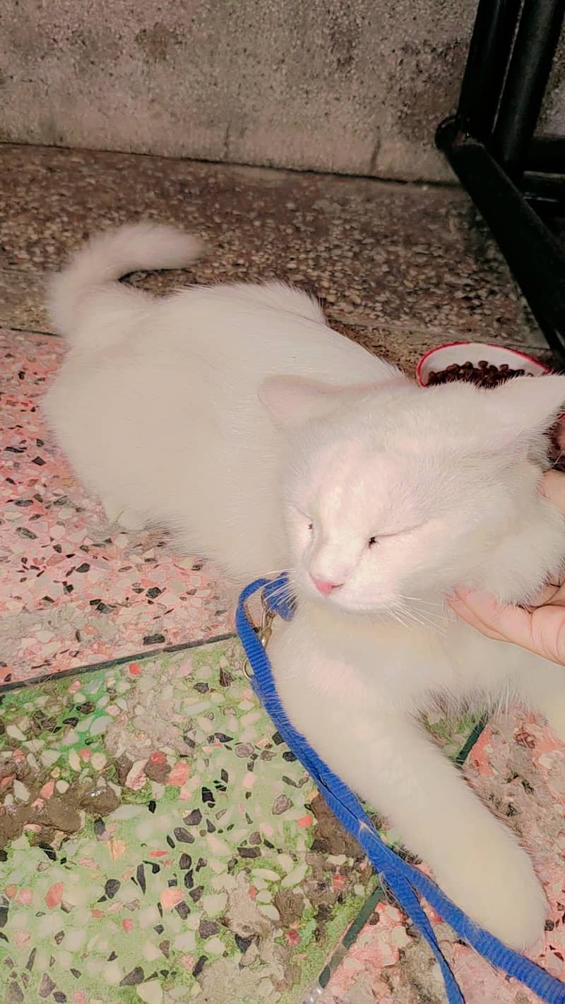 persian 2