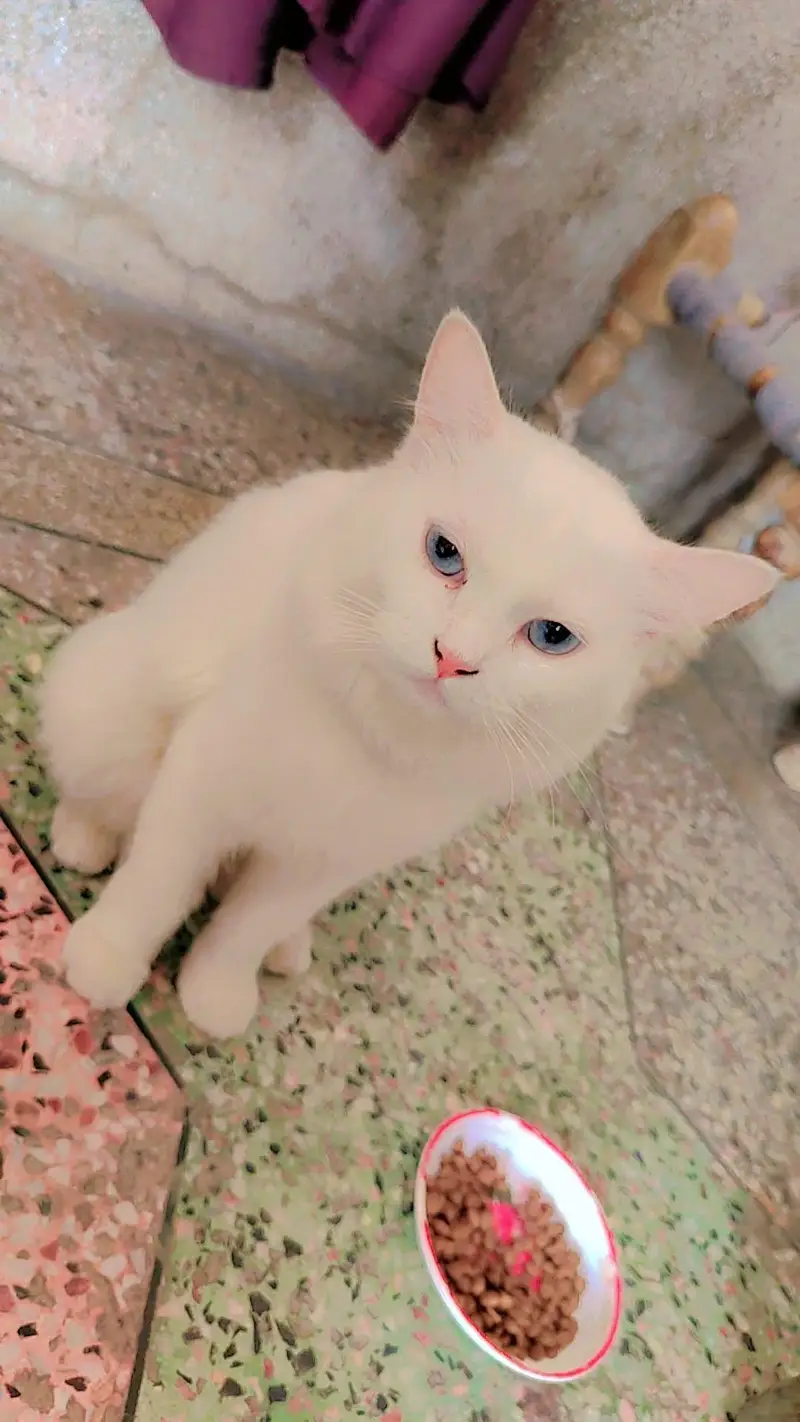 persian — photo 4