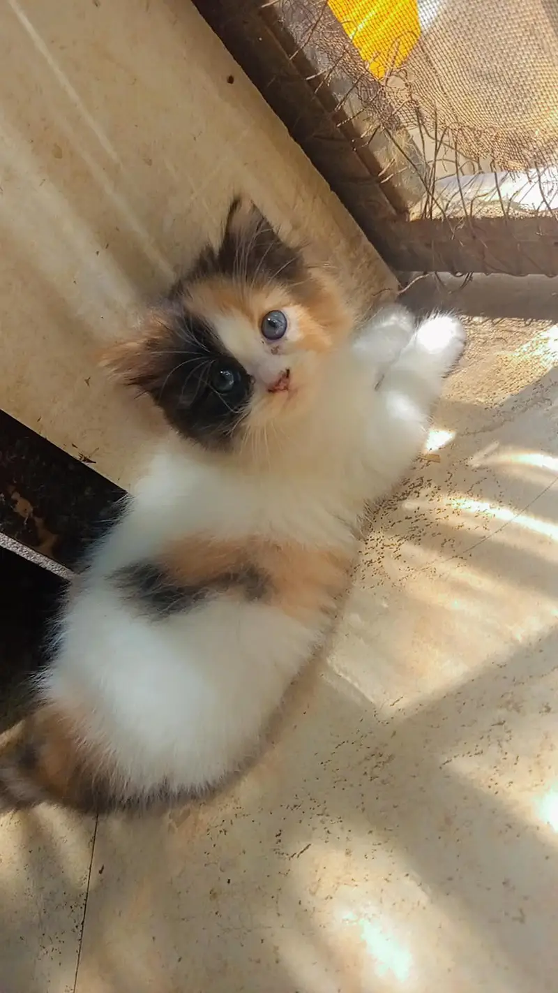 a Persian Calico kitten for sale — photo 2