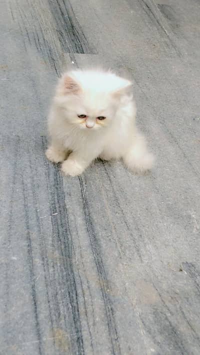 OUR ELSA