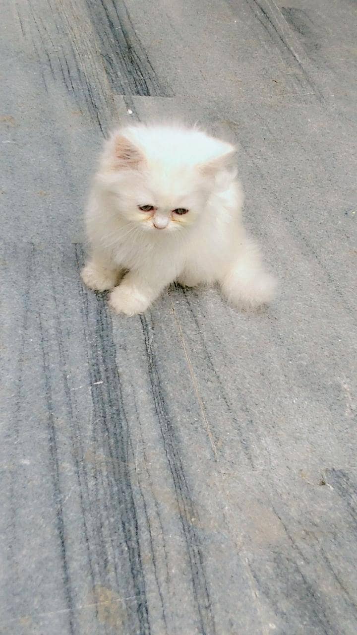 OUR ELSA 0