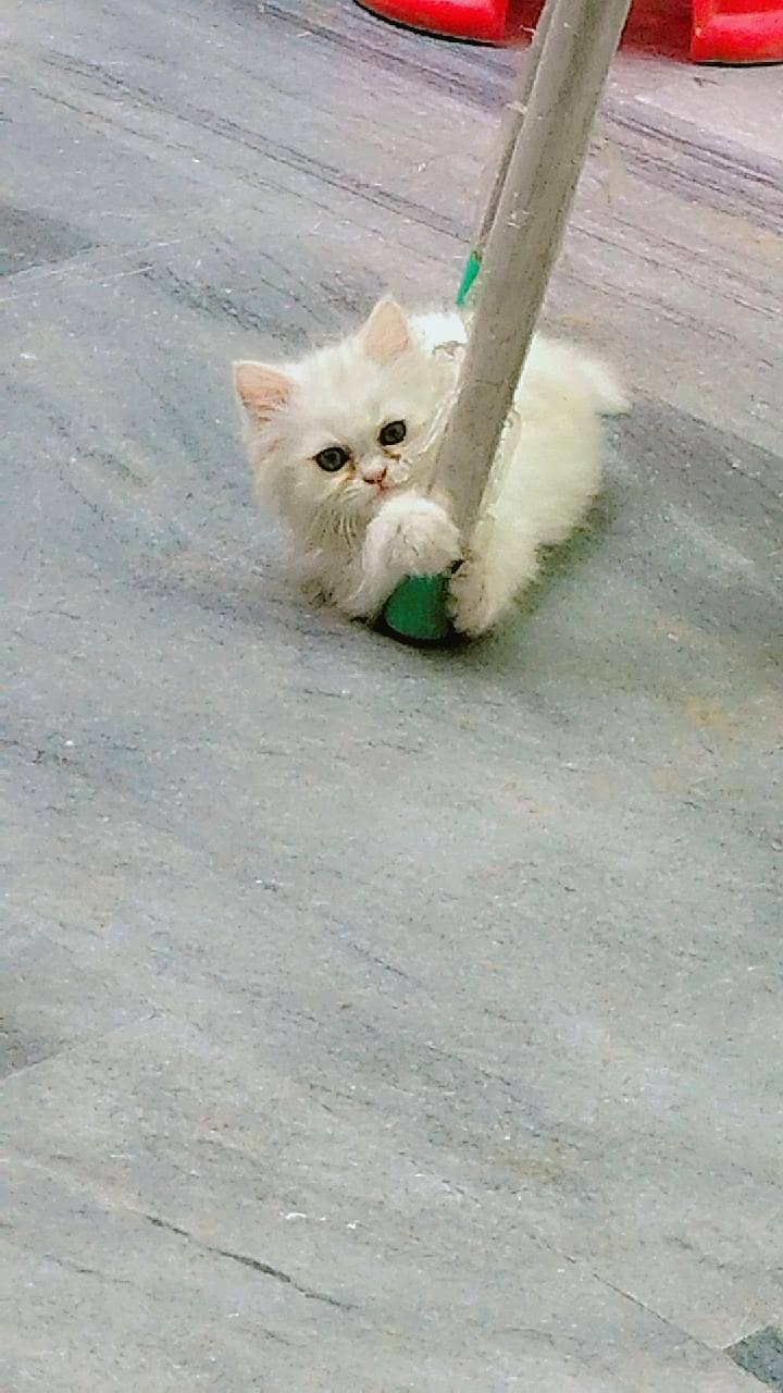 OUR ELSA 1