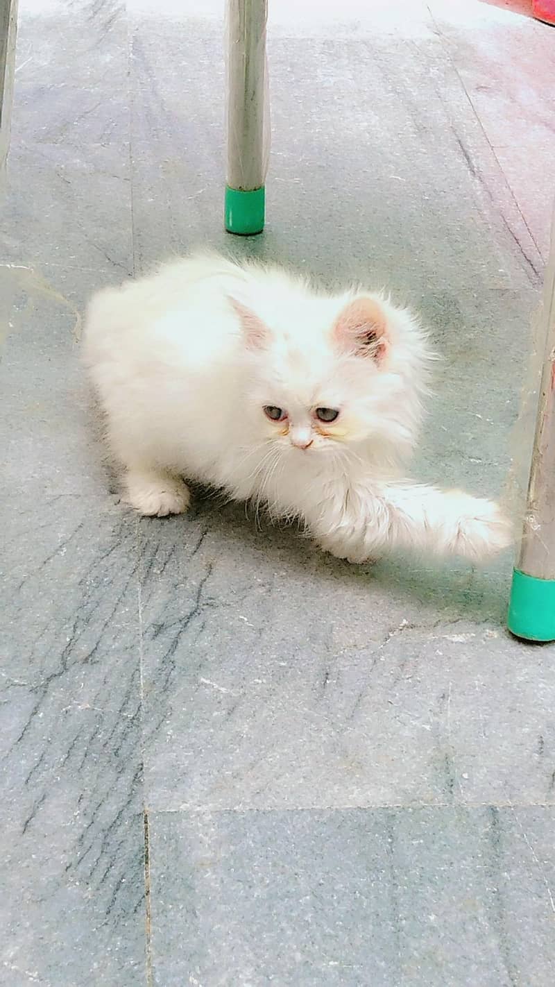 OUR ELSA 2