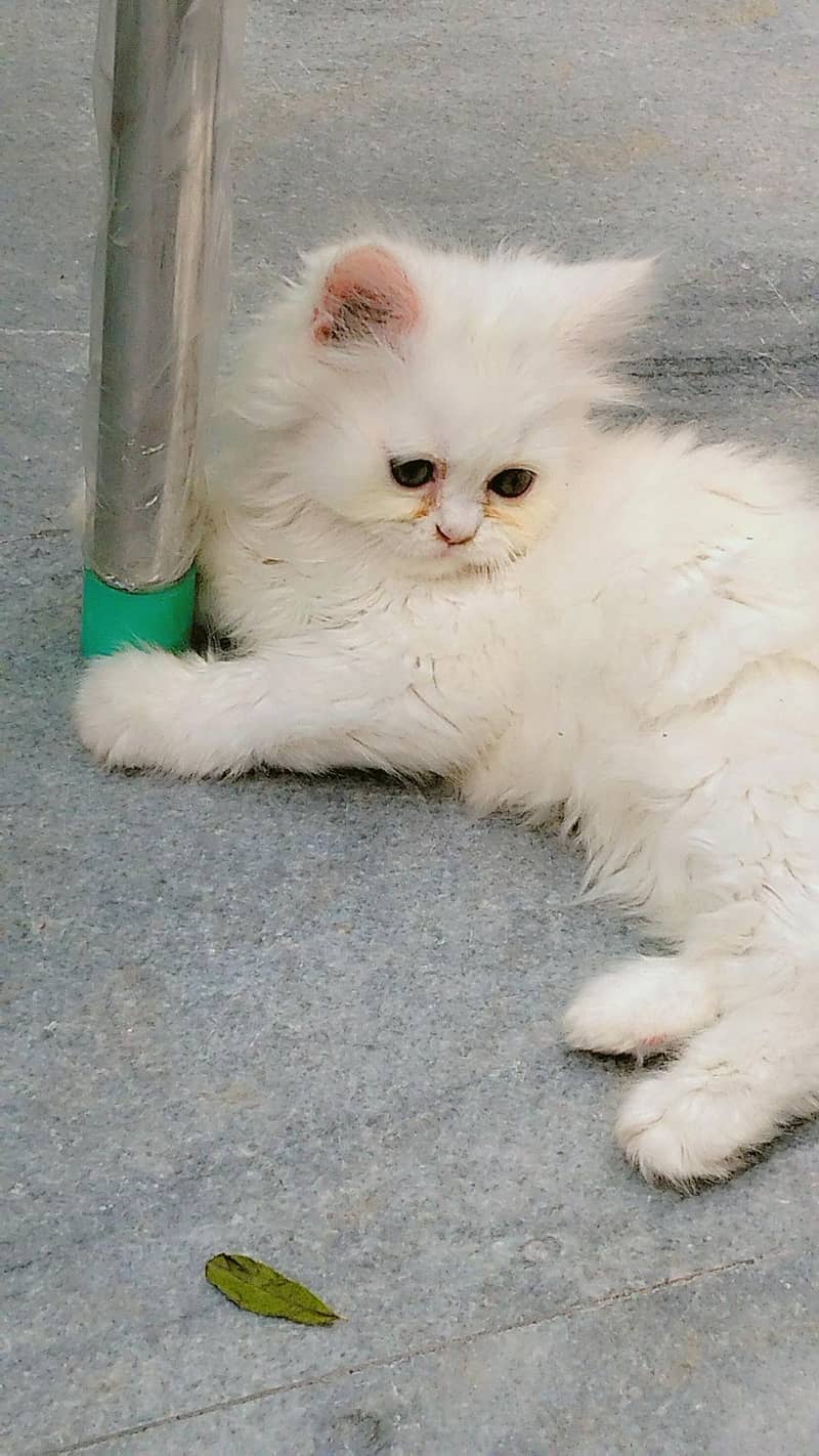 OUR ELSA 3