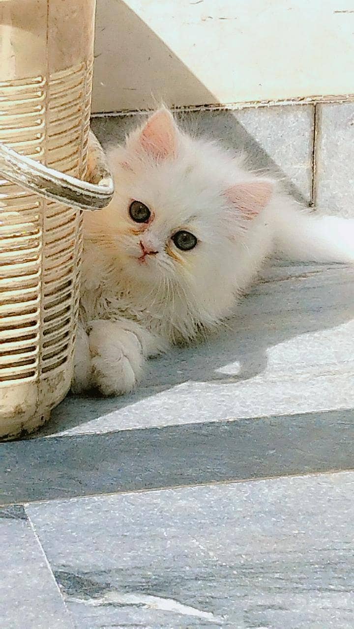 OUR ELSA 4