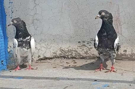 All breeder Setup for sale pigeon kabutar