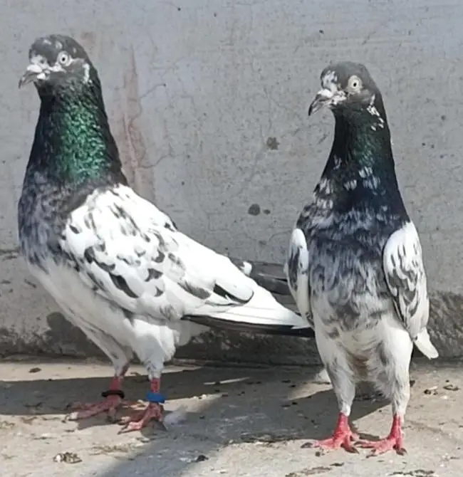 All breeder Setup for sale pigeon kabutar — photo 7