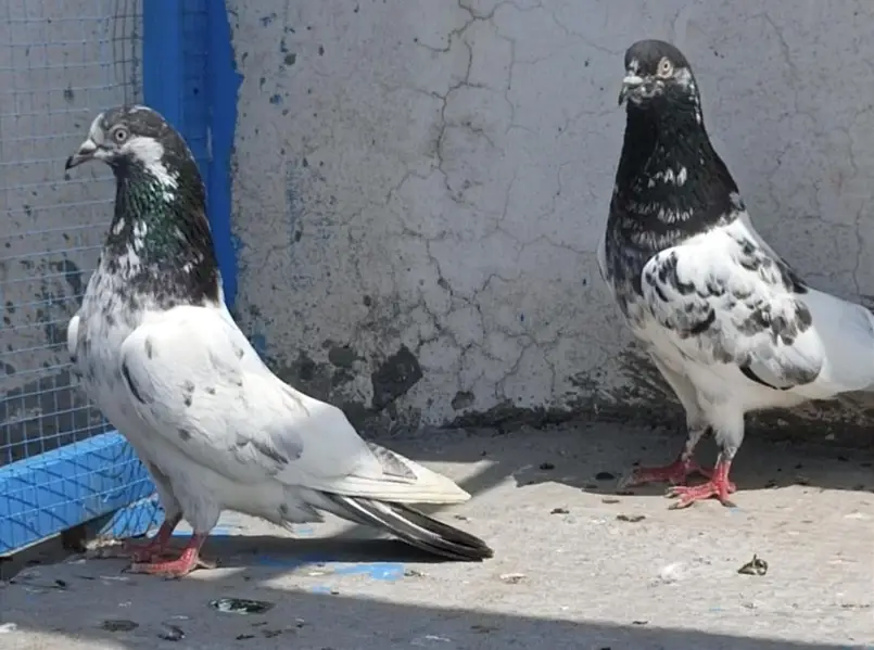 All breeder Setup for sale pigeon kabutar — photo 12