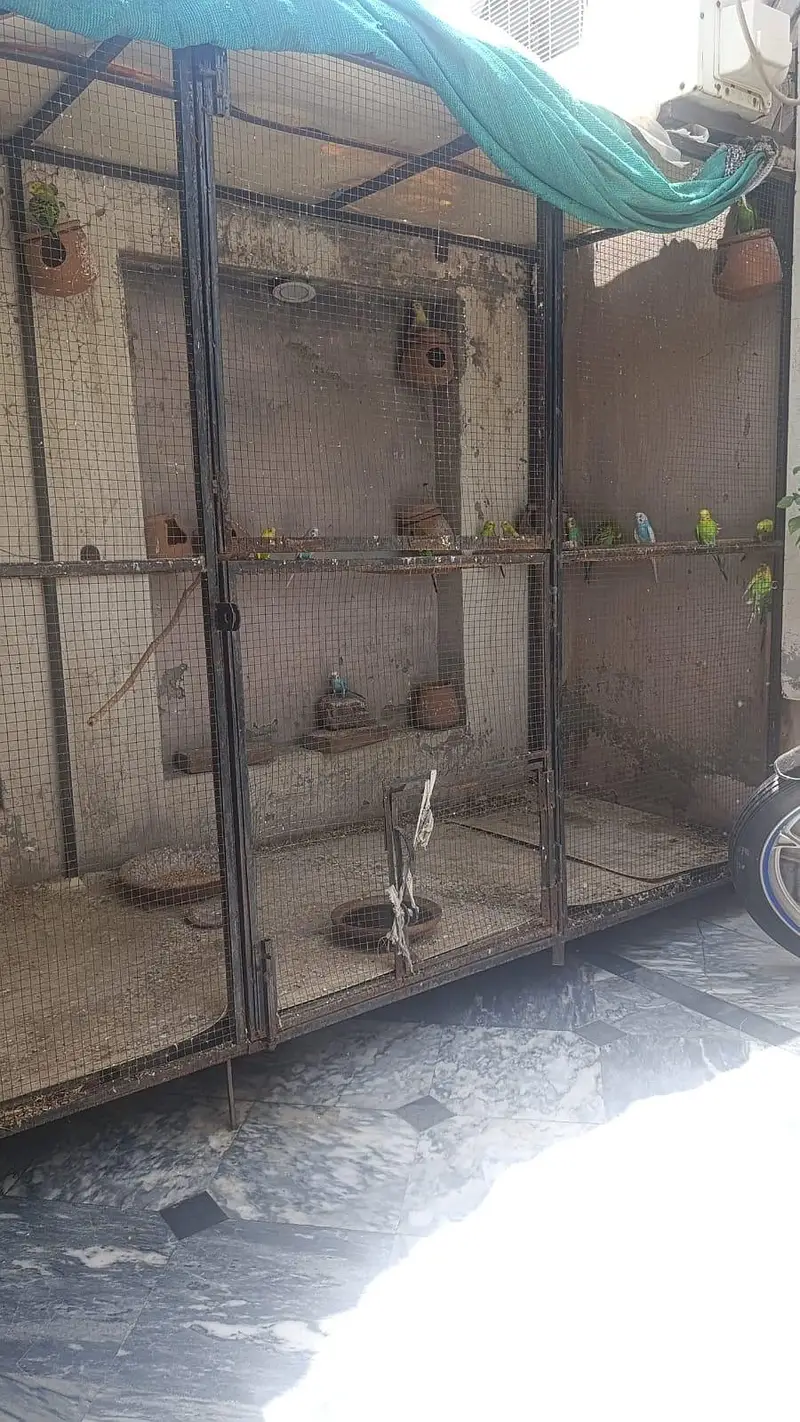 Cage | Iron cage | Solid cage | Birds cages | Parrots cage| pinjra — photo 2