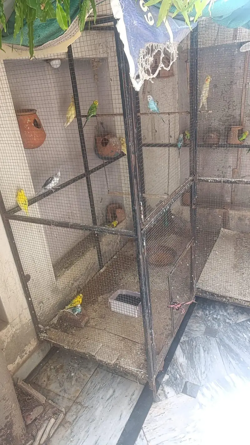 Cage | Iron cage | Solid cage | Birds cages | Parrots cage| pinjra — photo 3