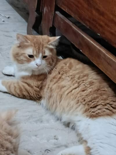 simba