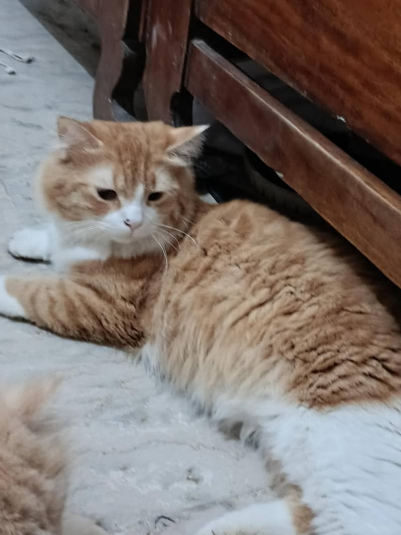simba 0