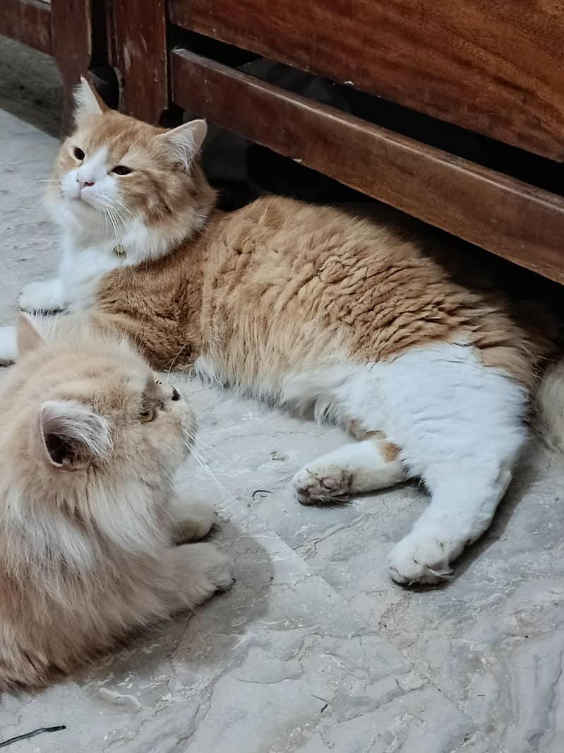 simba 1