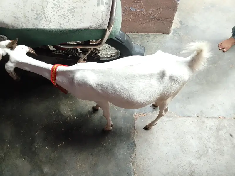 2Taddy Goat | Premium Quality | 2 daant female |white mask goat | — photo 2