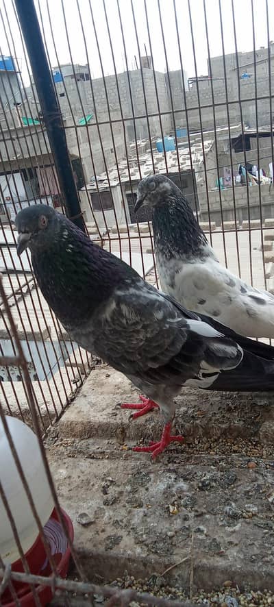 ZEERA GOLDEN MALE OR KALSIRI FEMALE WITH ONE CHICK PAIR