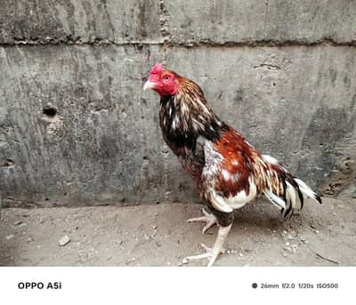 aseel amroha RS 12000