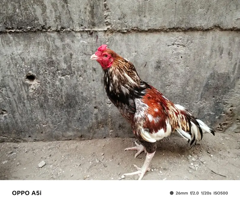 aseel amroha only male — photo 3