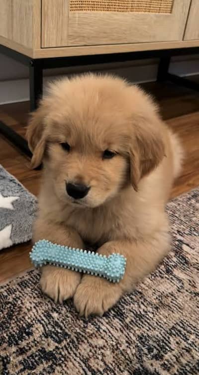 Golden retriever puppies