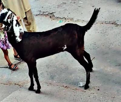 2 dant tedy bakri