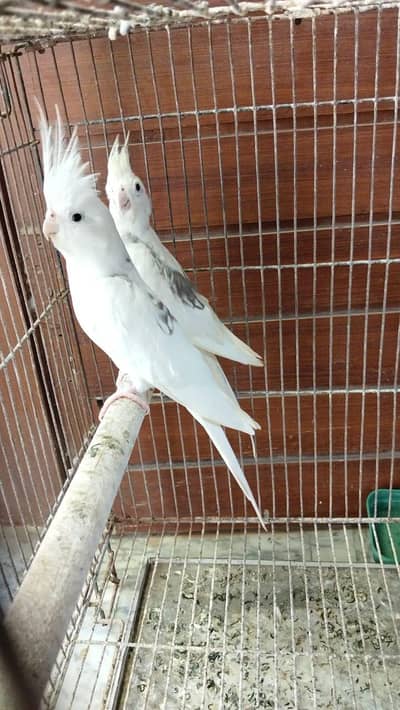 V pied Cockatiel