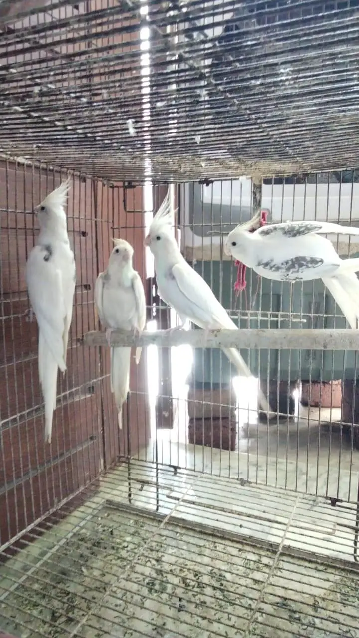 V pied Cockatiel — photo 2