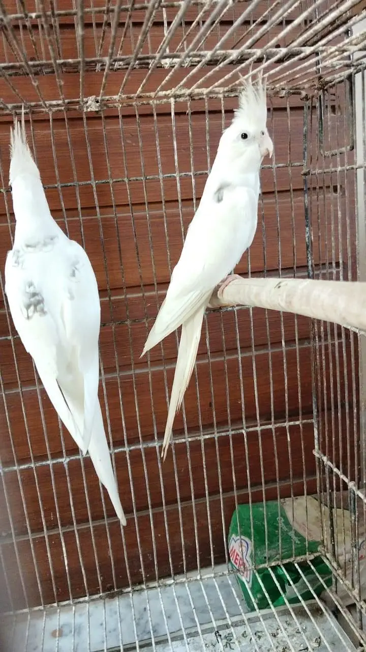 V pied Cockatiel — photo 4