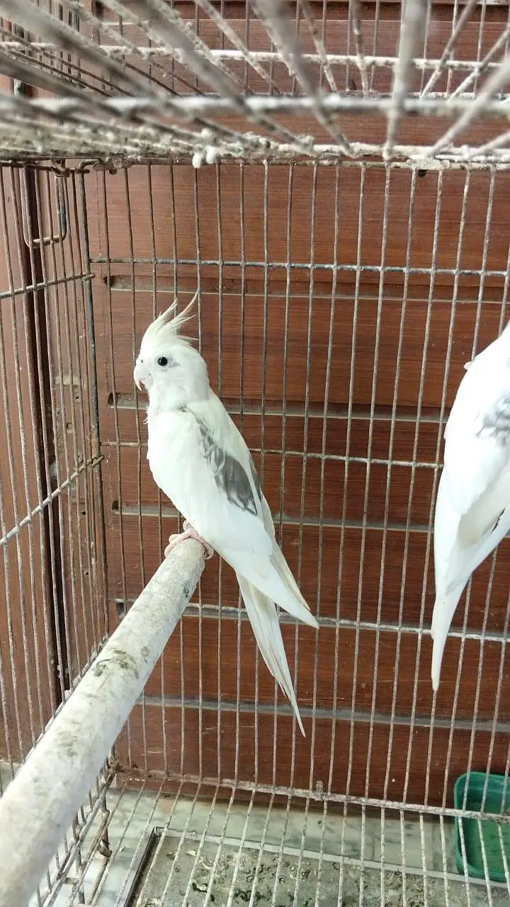 V pied Cockatiel — photo 6