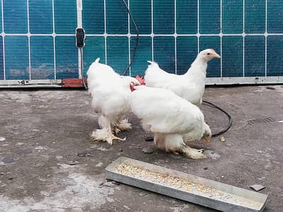 white bantum ready to breed pic